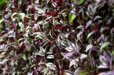 Tradescantia zebrina bitkisinin yeşil ve mor yapraklı yakın çekimi.