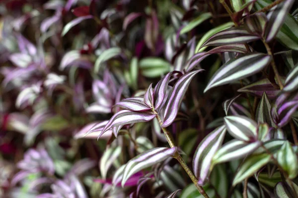 트라데칸 얼룩말의 사진입니다 보라색의 잎들이 이미지 — 스톡 사진