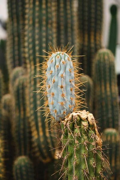 Nuevo Proceso Cactus Browningia Contra Otros Cactus Imagen Vertical — Foto de Stock