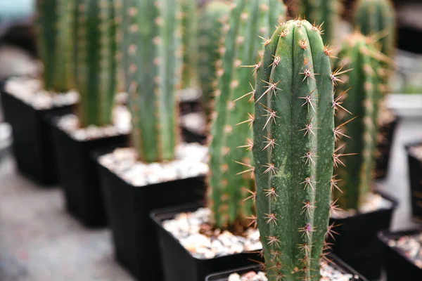 Los Cactus Trichocereus Macrogonus Están Filas Para Venta Una Florería — Foto de Stock