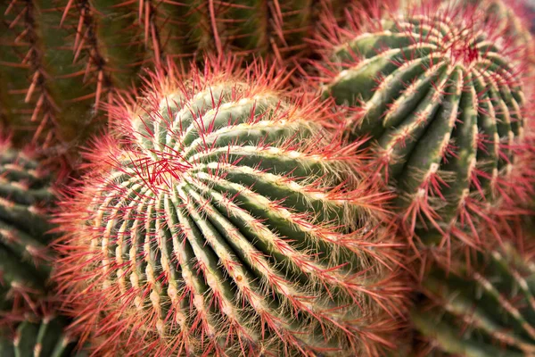 Fragmento Grupo Cactus Ferocactus Stainesii Fondo Cactus Redondo Con Agujas — Foto de Stock
