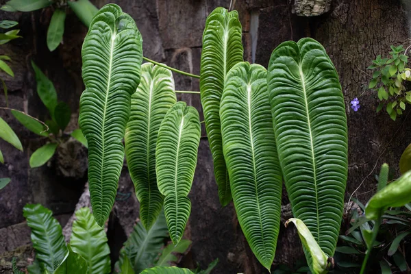 Schöne Große Blätter Der Veitchii Antiurium Pflanze Wachsen Einer Reihe — Stockfoto