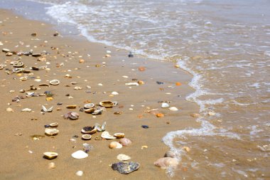 Deniz kenarındaki kumsalda bir sürü deniz kabuğu ve gelen dalgalar var. Güzel deniz manzarası.