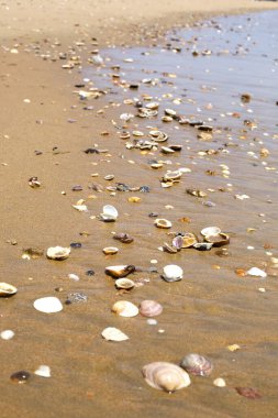 Deniz kenarındaki kumsalda bir sürü farklı deniz kabuğu var. Güzel deniz manzarası. Dikey resim.