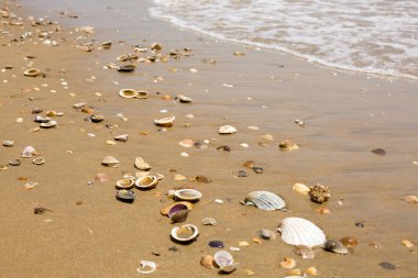 Deniz kenarındaki kumsalda bir sürü farklı deniz kabuğu var. Güzel deniz manzarası. İspanya.