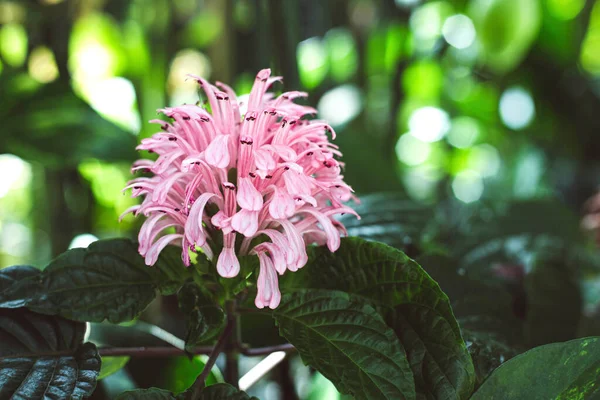 Красива Квітуча Рожева Якобінія Фоні Зелені Парку — стокове фото