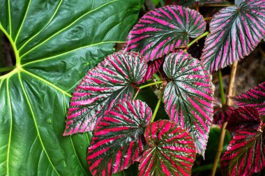 Parlak mor ve yeşil Begonya brevirimosa yapraklarından oluşan bir arka plan. Begonya bitkisinin yapraklarına yakın çekim.