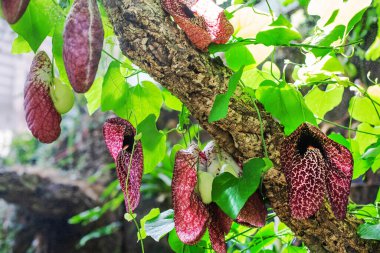 Bahçesinde güzel ve karışık çiçekleri olan tropik asma Aristolochia zarif çiçekleri. Botanik serasında çiçek açan bitkiler.