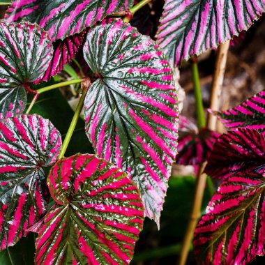 Parlak mor Begonia brevirimosa yapraklarının arka planı. Kare resim. Begonya bitkisinin yapraklarına yakın çekim.