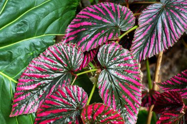 Parlak mor ve yeşil Begonya brevirimosa yapraklarından oluşan bir arka plan. Begonya bitkisinin yapraklarına yakın çekim.