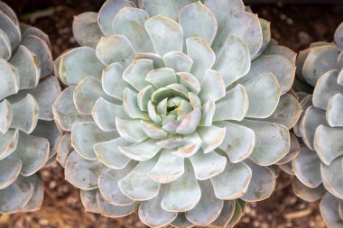 Echeveria 'nın sulu, parlak, açık mavi, mavi-gri yaprak renginde leylak moru ile yakın çekimi. Sulu bir çiçeğin arkaplanı.