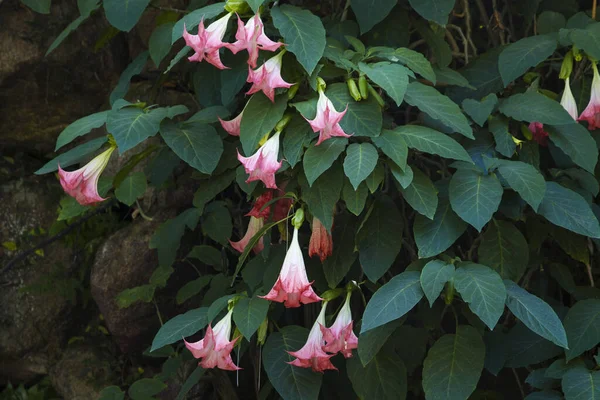 Pink blossom bush of  Angel\'s trumpets is in the park.