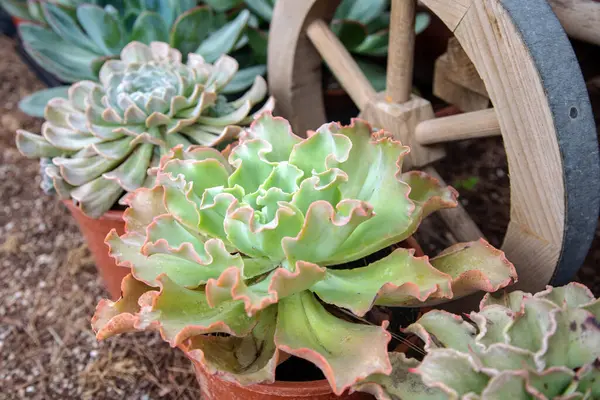 Çiçek saksısında Echeveria Shaviana ve ahşap bir dekoratif kamyonun arka planına karşı diğer sulandırıcılar. Farklı türde çiçek koleksiyonu Echeveria.