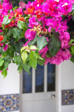 Çiçekli begonvil ağacı evin ön kapısını süslüyor. Geleneksel Akdeniz mimarisi. Dikey resim.