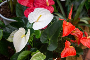 Çiçekçinin saksısında yeşil yapraklı kırmızı ve beyaz anthurium tomurcukları yetişir..