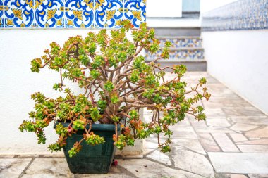 Crassula 'nın saksının içindeki bitki evin bahçesinde dış dekorasyon amaçlı. Binanın beyaz duvarlarında azulejo fayansları olan geleneksel Portekiz mimarisi.