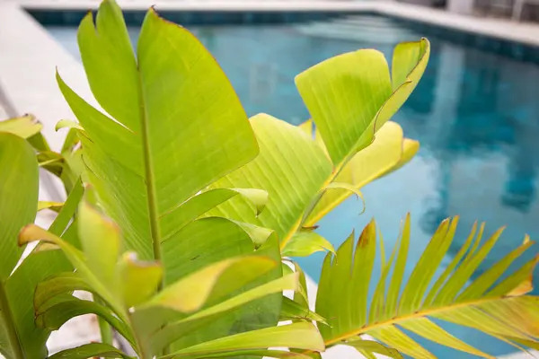 The leaves of the banana plant against the background of the blue water pool. Background on the theme of relaxation in the hotel with the pool.