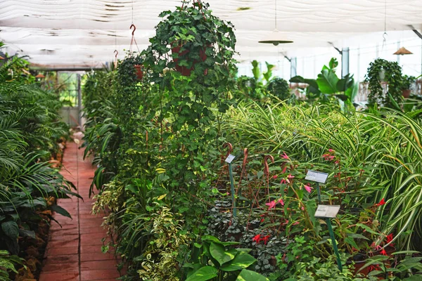Greenhouse with lush vegetation and flowers for sale. The path between the plants in the greenhouse.