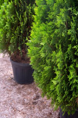 Sokakta çömlek içinde yeşil thuja çam ağaçları. Dikey fotoğraf.