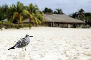 Martı, otellerin arka planında pürüzlü tüylerle beyaz kumsalda duruyor. Meksika mı? Boşluğu kopyala.