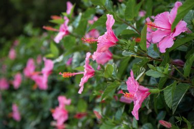 Pembe amber çiçekli gür bir çalılık. Hibiscus çiçekleri aşınmış bitki örtüsünün arka planında tomurcuklanır.