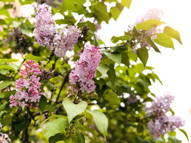 Bulanık odak içinde çiçek açan leylak çalılarının arka planı.