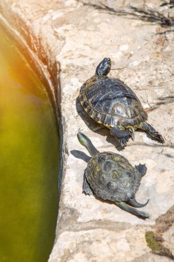 Parktaki yapay bir göletin kenarında sürünen iki kaplumbağa. Dikey resim.