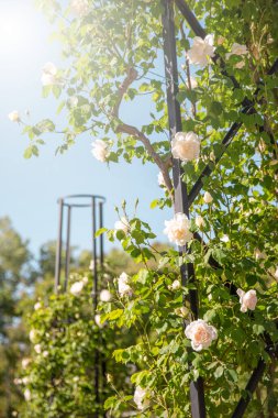 Bahçedeki parlak güneşin aydınlattığı tırmanan beyaz güllerle metal bir destek. Bahçede açan güllerin baharı ve zamanı..
