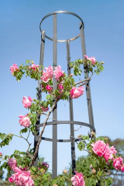 Güzel pembe güllerle süslenmiş metal bir destek bahçedeki mavi gökyüzüne karşı duruyor, baharın gelişini ve güllerin açtığı zamanı simgeliyor..