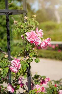 Yakın plan çekimde, metalin etrafına dolanmış büyüleyici pembe tomurcukları olan çiçek açan bir gülü yakalar, güneş ışığıyla aydınlanmış yeşil bir bahçenin arka planına dayanır..