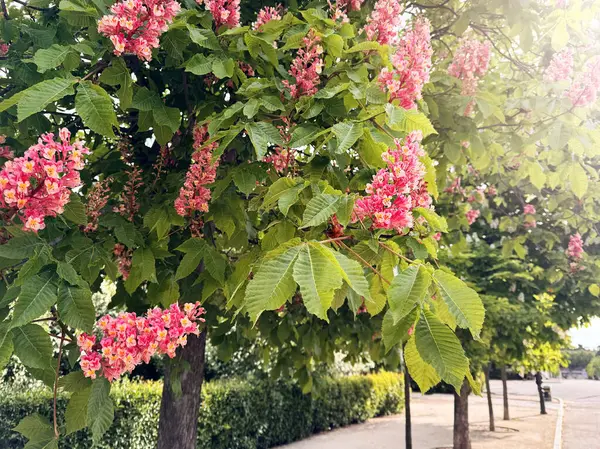 Halka açık bir parkta, pembe çiçeklerle süslenmiş görkemli kestane ağaçları serpilmiş, yeşilliklerle bezenmiş pitoresk bir şehir manzarasına katkıda bulunuyorlar..