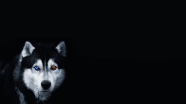 Beautiful Siberian Husky with eyes of different colors on a black background..Banner. Copy space for text.