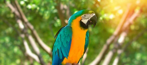 Blue-and-yellow macaw closeup (Ara ararauna) on the backdrop of green trees. Banner