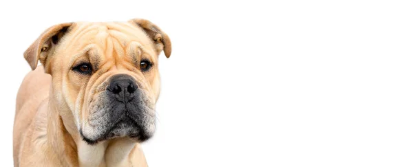 Schöner Und Kraftvoller Hund Bou Freien Auf Weißem Hintergrund Banner — Stockfoto