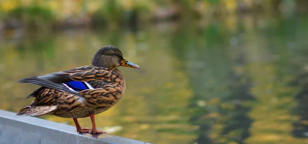 Close Brown Speckled Duck Mallard Stand Shore Pond — Stock Fotó