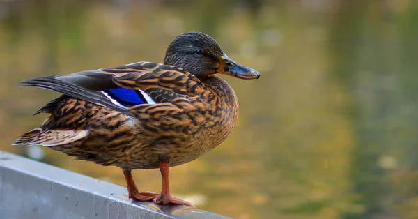 A close-up of a brown-speckled duck mallard stand on the shore pond