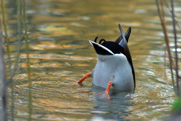 Mallard Duck Male Diving Water Pond Searching Food Butt Raised — стоковое фото