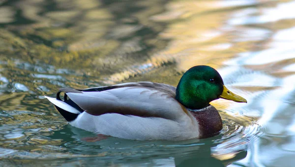 Mallard Duck Anas Platyrhynchos Wimming Pond —  Fotos de Stock