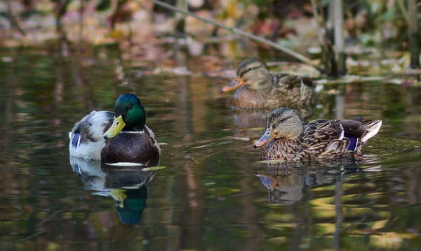 Male Female Mallard Duck Swimming Pond While Looking Food — Stock Fotó