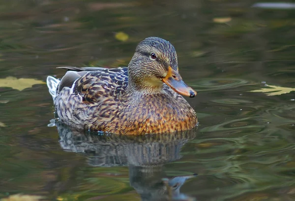 Female Mallard Duck Swimming Pond While Looking Food —  Fotos de Stock