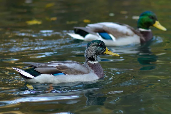 Males Mallard Duck Swimming Pond While Looking Food — Stock Fotó