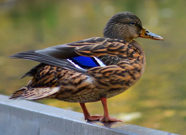 Close Brown Speckled Duck Mallard Stand Shore Pond — Stock Fotó