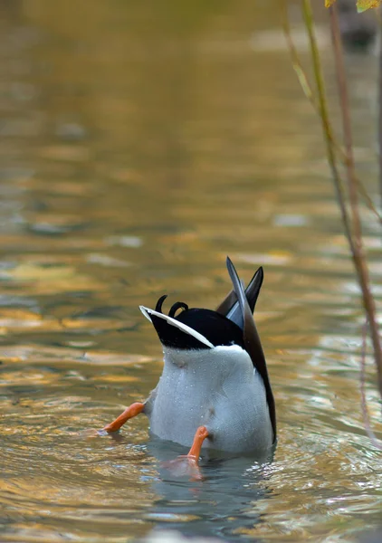 Mallard Duck Male Diving Water Pond Searching Food Butt Raised —  Fotos de Stock