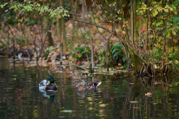 Male Female Mallard Duck Swimming Pond While Looking Food —  Fotos de Stock