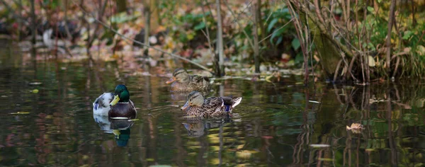 Male Female Mallard Duck Swimming Pond While Looking Food —  Fotos de Stock