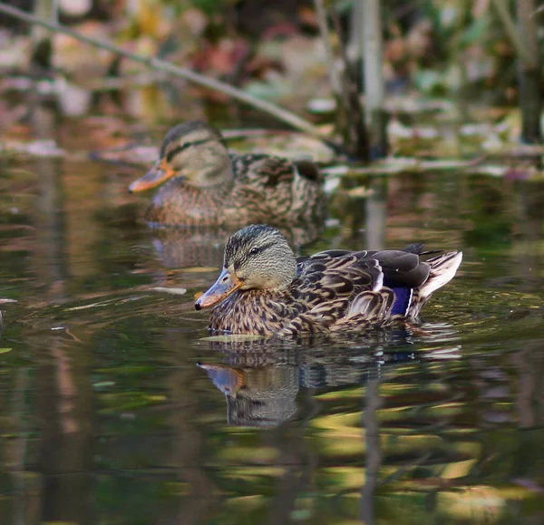 Female Mallard Duck Swimming Pond While Looking Food — Stok fotoğraf