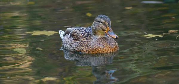 Female Mallard Duck Swimming Pond While Looking Food — стоковое фото