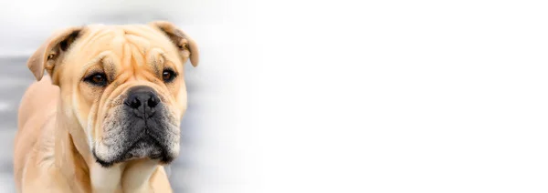 Beautiful Powerful Dog Bou Banner — Stock Photo, Image