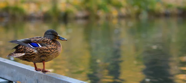 Close Brown Speckled Duck Mallard Stand Shore Pond —  Fotos de Stock