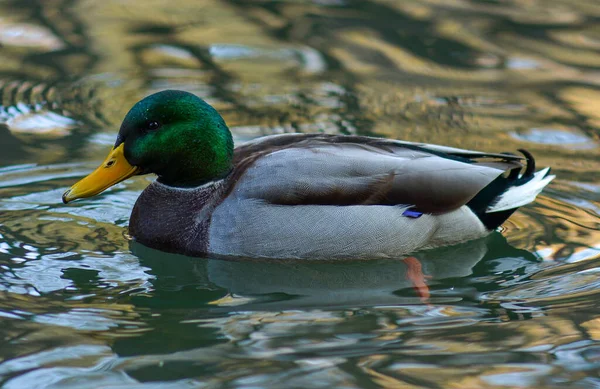 Mallard Duck Anas Platyrhynchos Wimming Pond — стоковое фото
